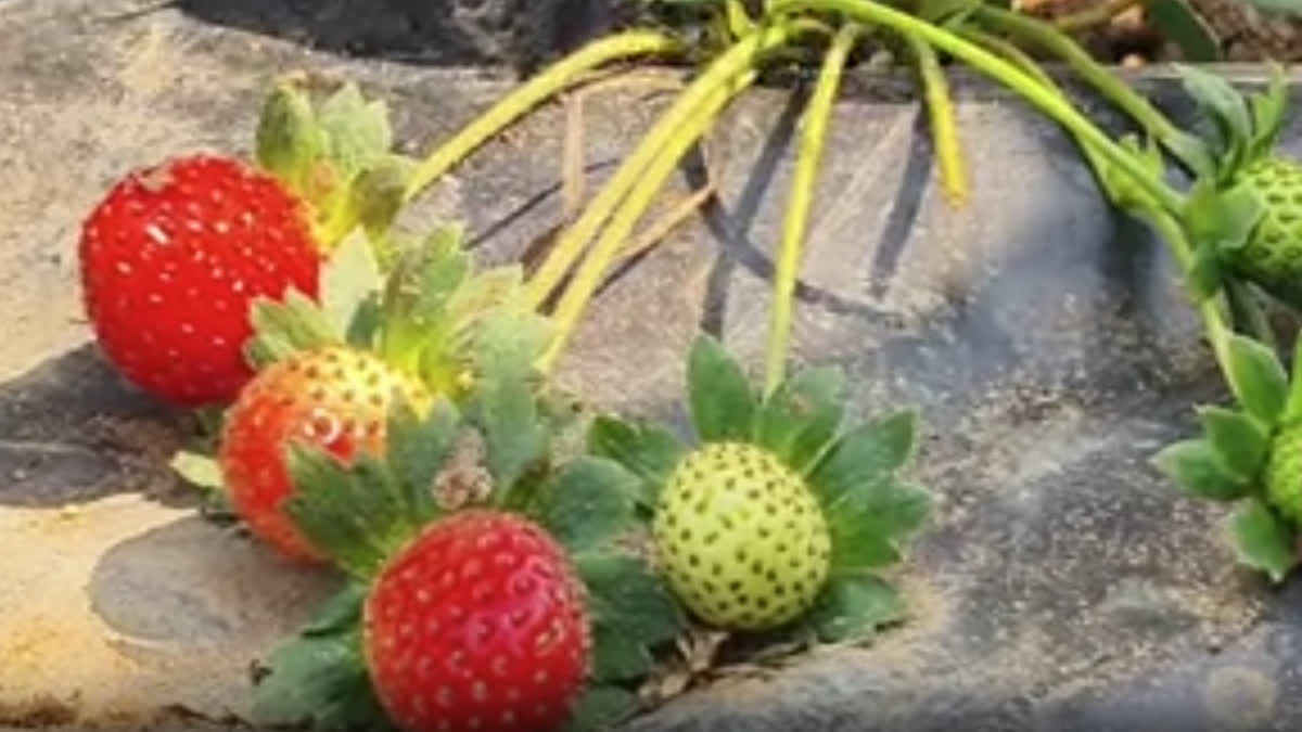 It's Raining Strawberries In Odisha's Nayagarh For First Time! Retd Naval Officer Turns Barren Land 'Red' With Successful Strawberry Cultivation