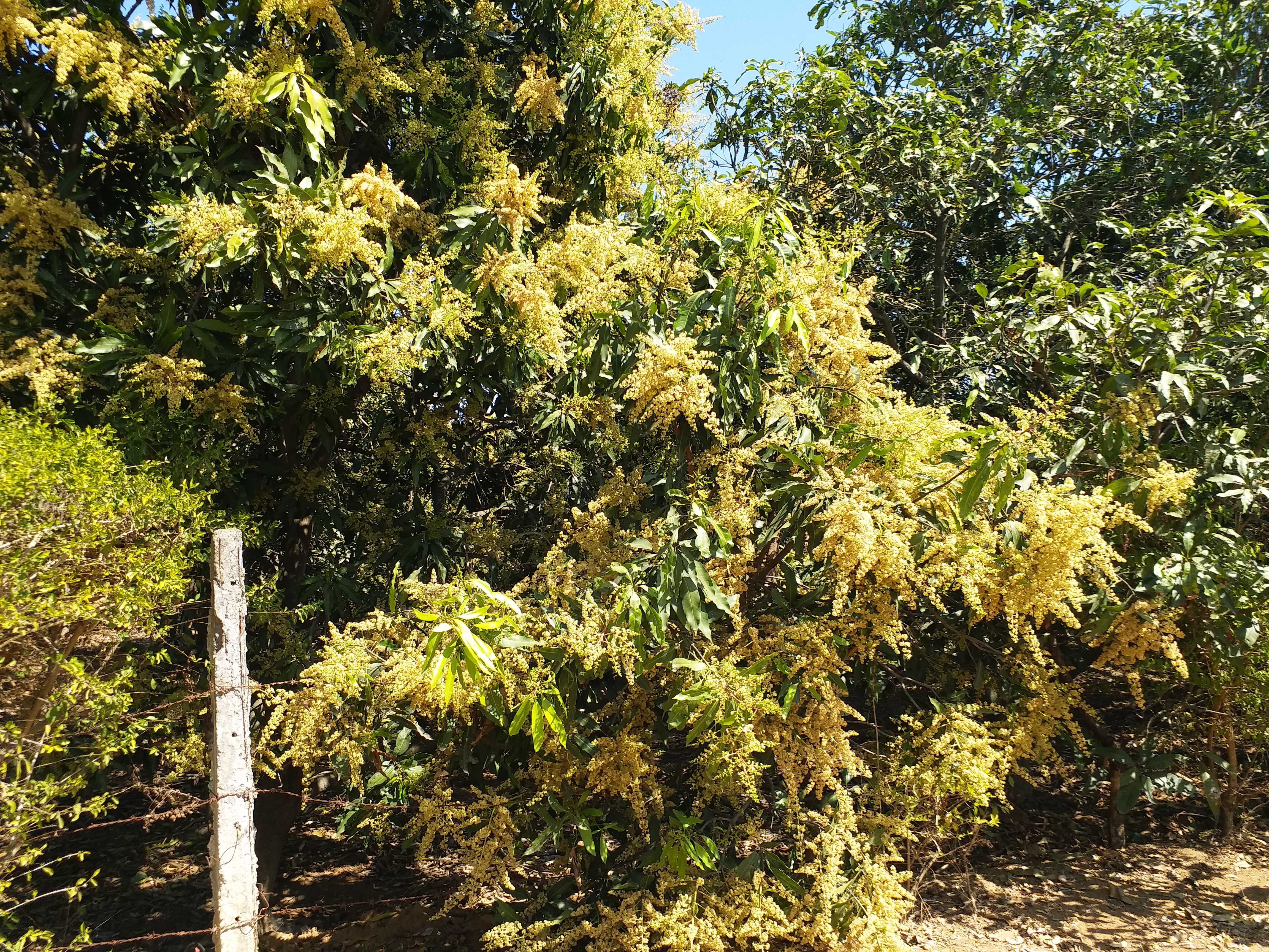 MANGO TREE FUNGUS CONTROL TIPS