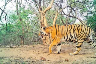 TIGERS ROAMING IN NALLAMALA FOREST