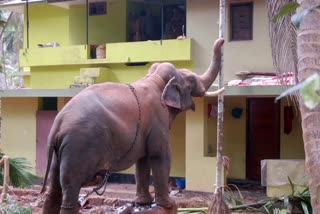 KURUVANGAD ELEPHANT ATTACK  കുറുവങ്ങാട് ആന  ആന ആക്രമണം  ELEPHANT PROCESSIONS IN FESTIVALS