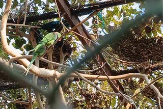 A pair of Indian parrot in Kota Zoo.