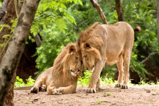 ASIATIC LIONS IN VAN VIHAR BHOPAL