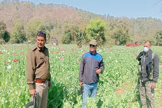 Police ran bulldozer on opium cultivation in Latehar