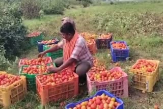 tomato low market price in Jagatsinghpur