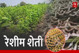 Silk Farming in Beed