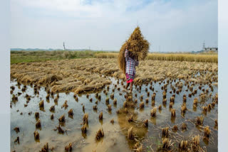 A Mechanism To Confer Right To Price By Farmers