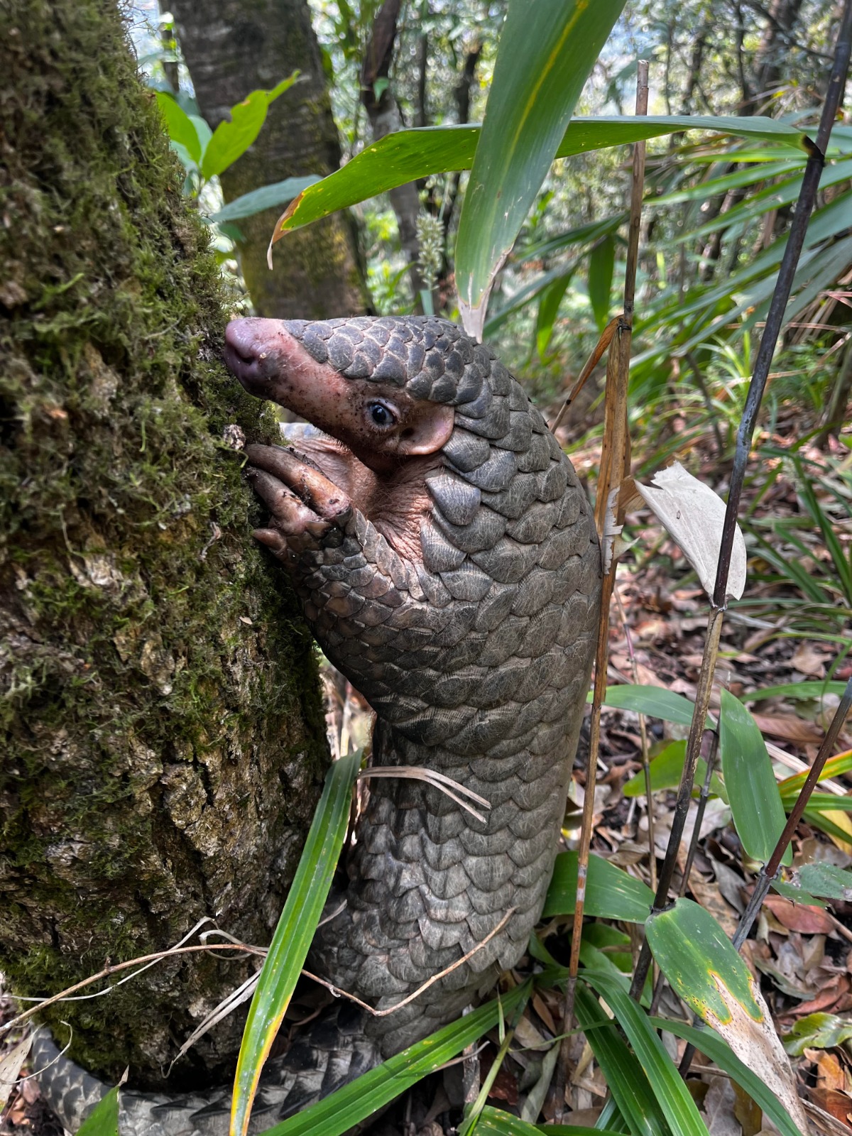 PANGOLIN SMUGGLING