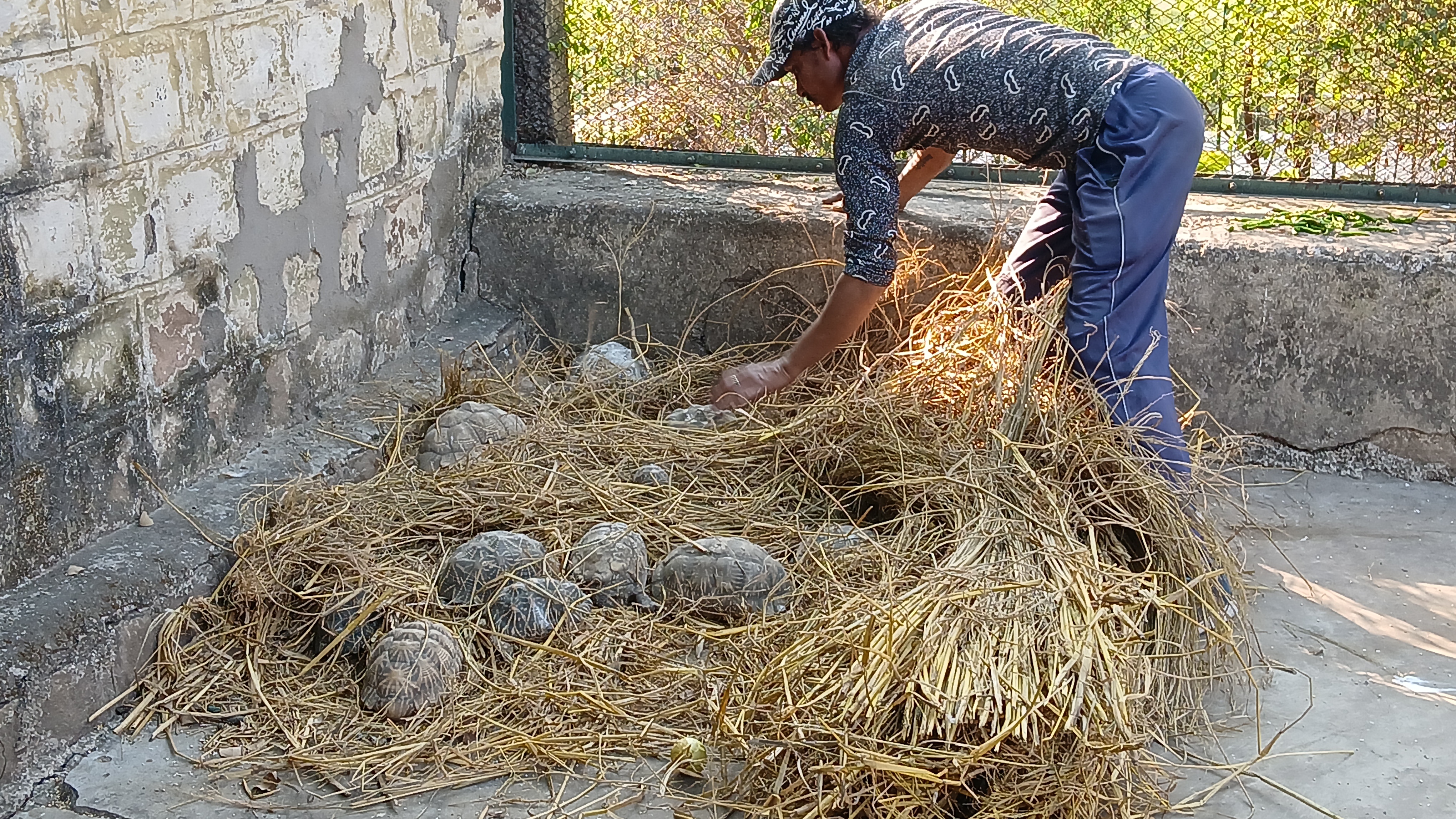 Rescue of Turtles