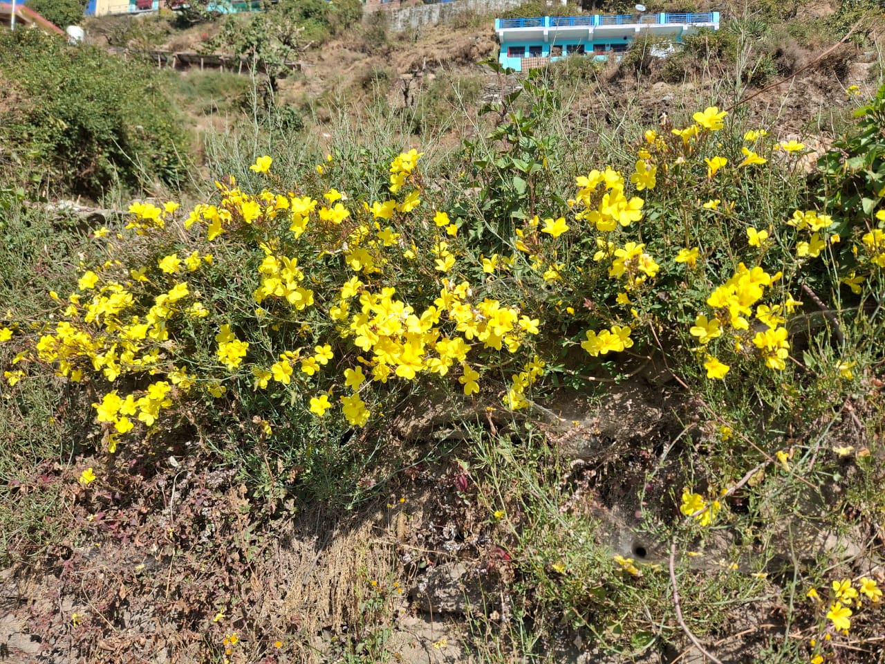 FYONLI BURANS UTTARAKHAND