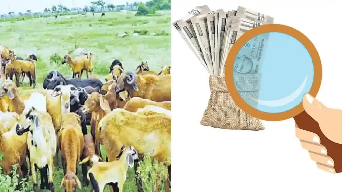 Sheep Distribution Scam Case