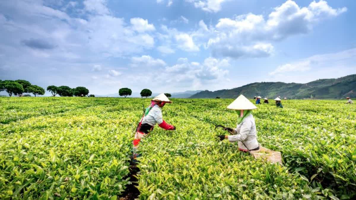 Small Tea Growth