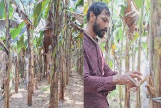 Pineapple Mealybug attack  Banana Plantation  farmers in crisis  kozhikode