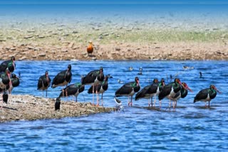 Black Stork Birds