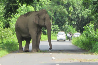 Wild Elephant Attack  Gudalur  Gudalur Wild Elephant Attack One Killed In Wild Elephant Attack In Gudalur Tamil Nadu  Idukki Wild Elephant Attack