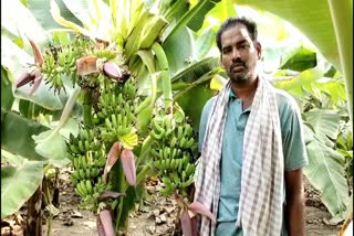 five_wins_to_banana_tree_at_dharmapuram