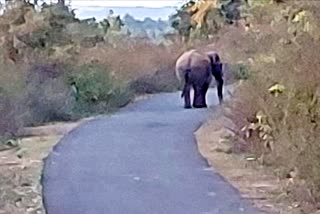 Wild Elephant in Nawada