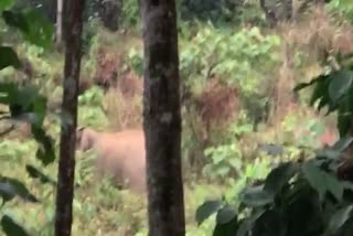 Wild elephants  agricultural fields  Thiruvambady  Kozhikode