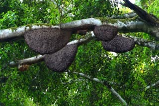 Bee attack at Idukki  Wasp attack at Idukki  Summer season in Idukki  Woman died in bee attack at Idukki