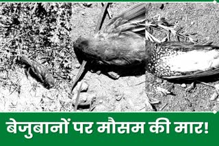 sudden death of small birds in Godda