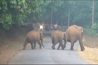 Wild tusker at Palappilli  Wild tusker attack  Wild elephant attack  Forest Department