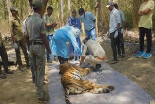 Kanha tiger reserve tiger T-67 died