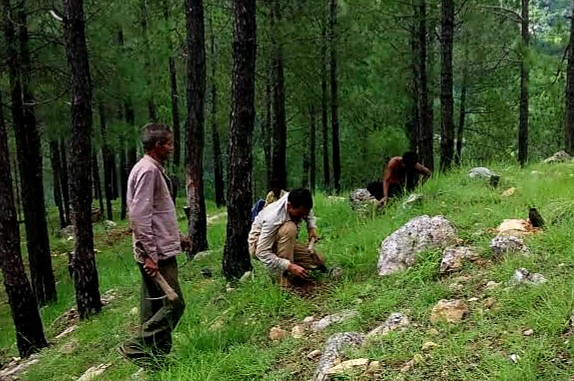 Forest Panchayat