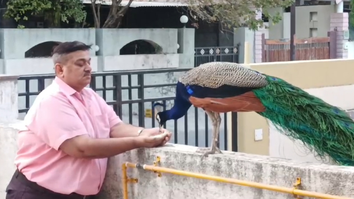 હિતેશભાઈના હાથે ચણ ચણતો મોર