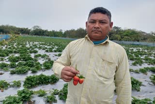 self reliant with strawberry cultivation
