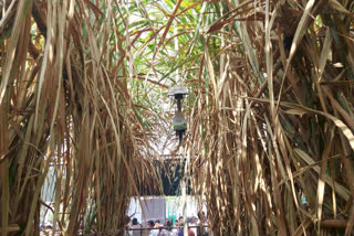 Maharashtra: Sugarcane Cultivation With High Yield At Low Cost Using AI