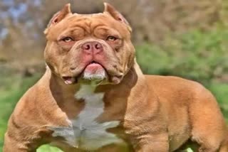 Pit bull dog
