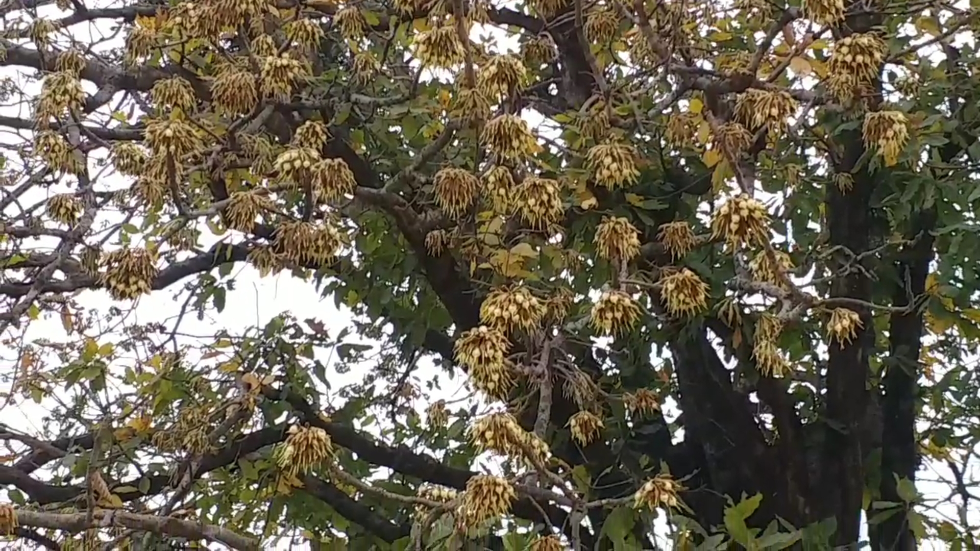 shahdol tribals mahua