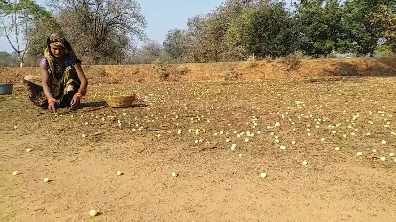 shahdol tribals mahua