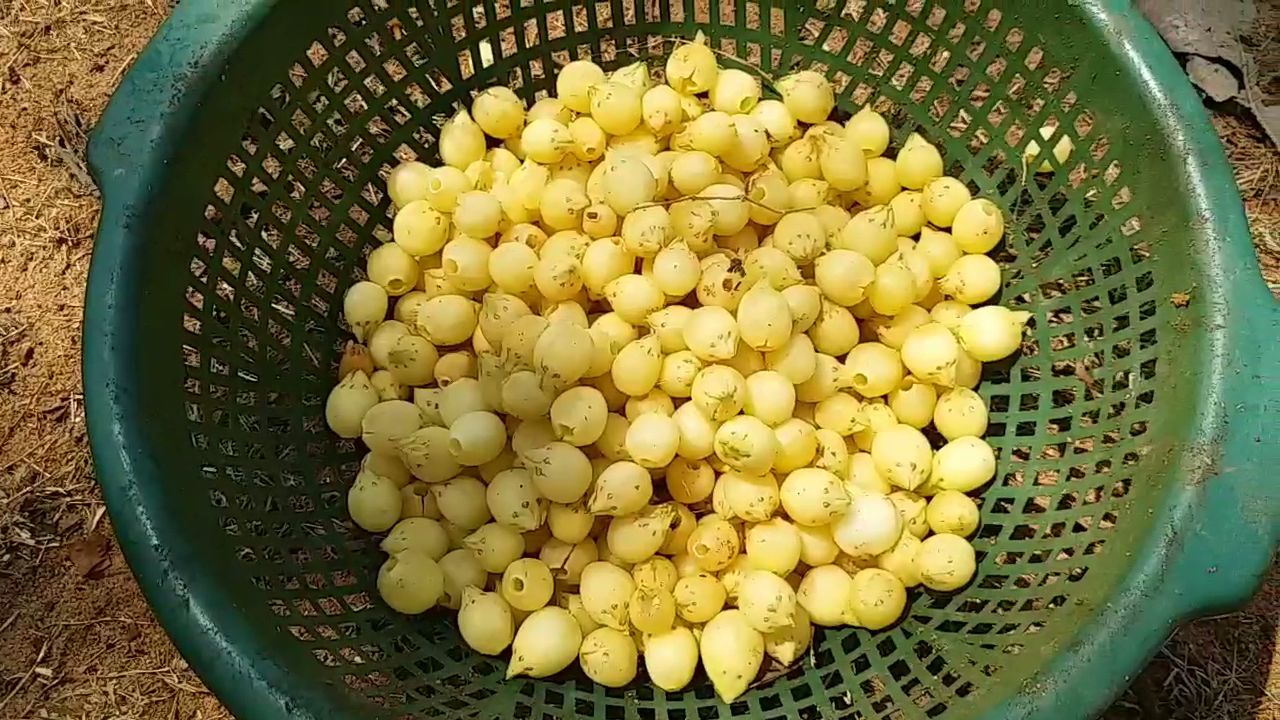 shahdol tribals mahua
