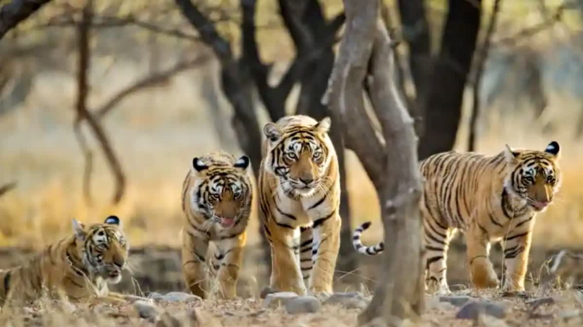 BANDHAVGARH TIGER RESERVE VIDEO