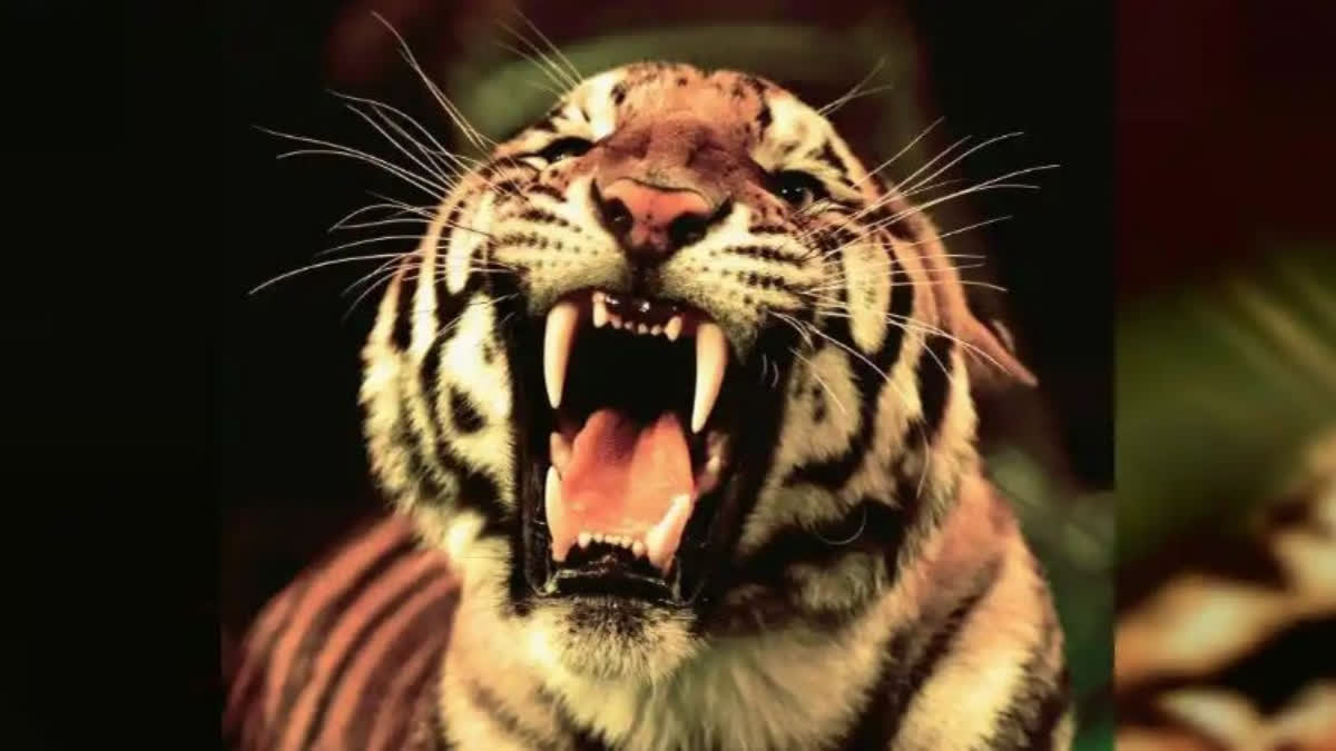 According to official records, more than 22 people from these villages have been mauled to death by tigers since November 2019. Hours before Prime Minister Narendra Modi's rally on April 9 in the Puranpur area for BJP candidate Jitin Prasada, 55-year-old farmer Bhole Ram was mauled to death by a tiger.