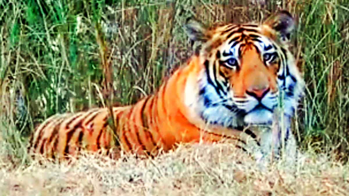 Tigress ran away from Nauradehi tiger reserve