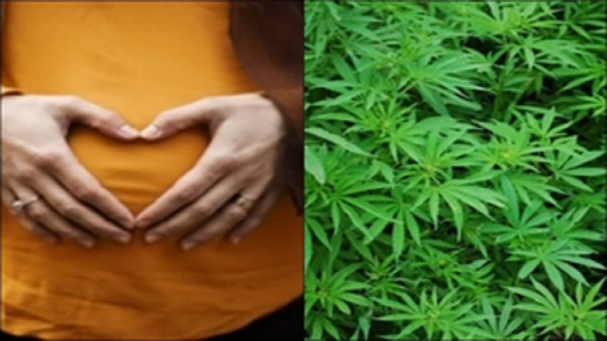 Use Of Hemp During Pregnancy