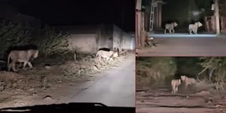 Lions seen roaming in Babapur at night
