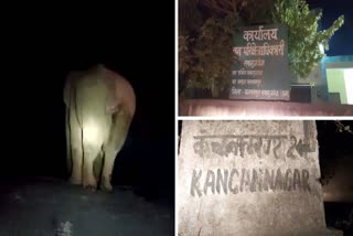 ELEPHANT TERROR  IN BALRAMPUR