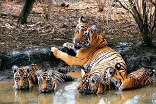 STR tigress machhli with cubs
