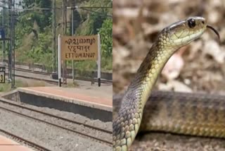 SNAKE BITE  TRAIN  ഗുരുവായൂർ മധുര എക്‌സ്‌പ്രസ്  യാത്രക്കാരന് പാമ്പ് കടിയേറ്റു