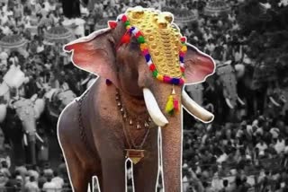 തൃശൂർ പൂരം  FITNESS CERTIFICATE FOR ELEPHANTS  THRISSUR PURAM KERALA HIGH COURT  തൃശൂർ പൂരം ആന