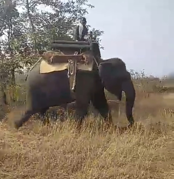 Tigress ran away from Nauradehi tiger reserve