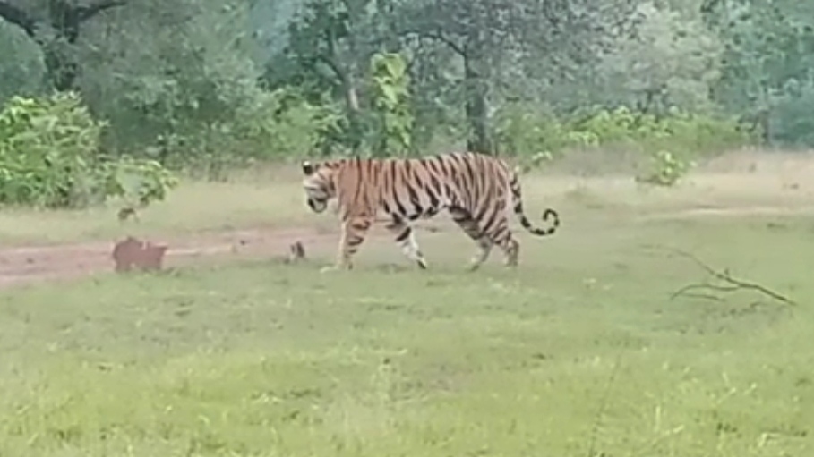 Tigress ran away from Nauradehi tiger reserve