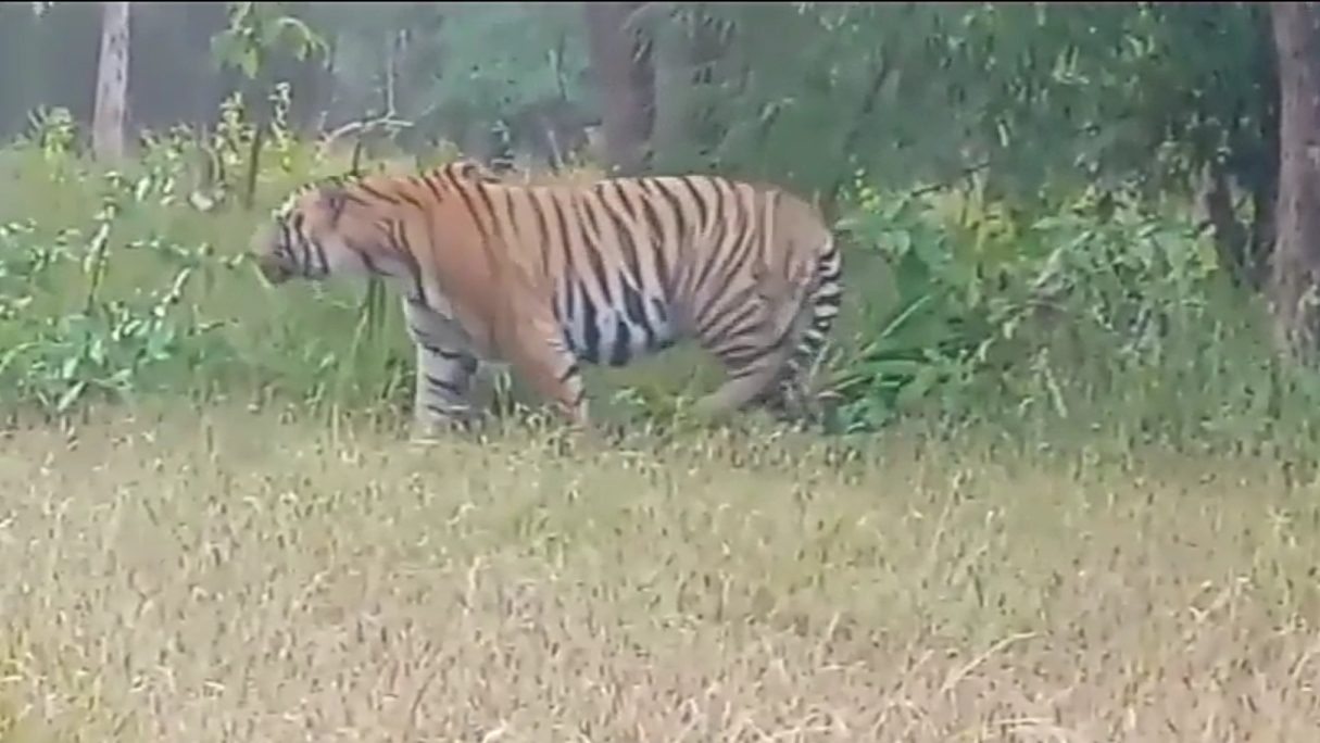Tigress kajri ran away from Nauradehi tiger reserve