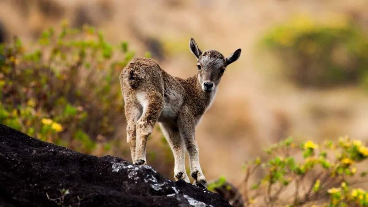 ERAVIKULAM NATIONAL PARK IDUKKI  NILGIRI TAHR  IDUKKI TOUR  SUMMER VACATION TRIP