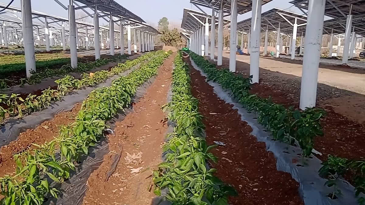 Madhya Pradesh: IItian Builds Country's Largest Agri-Voltaic Solar Plant; Scientists Surprised To See farming Under Solar Plant