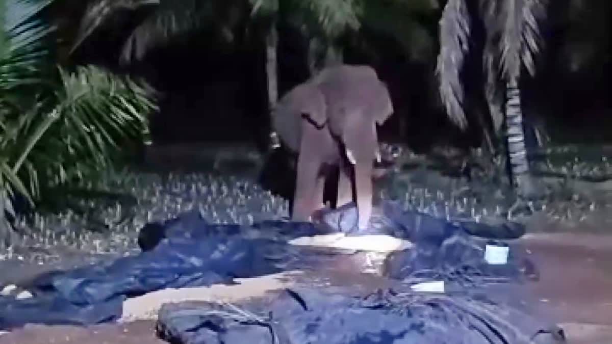 Elephant