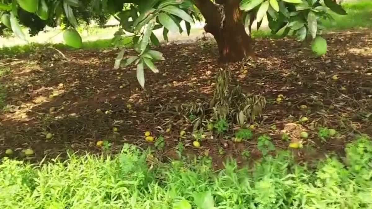 Farmers_Lost_Crops_Due_to_Rains