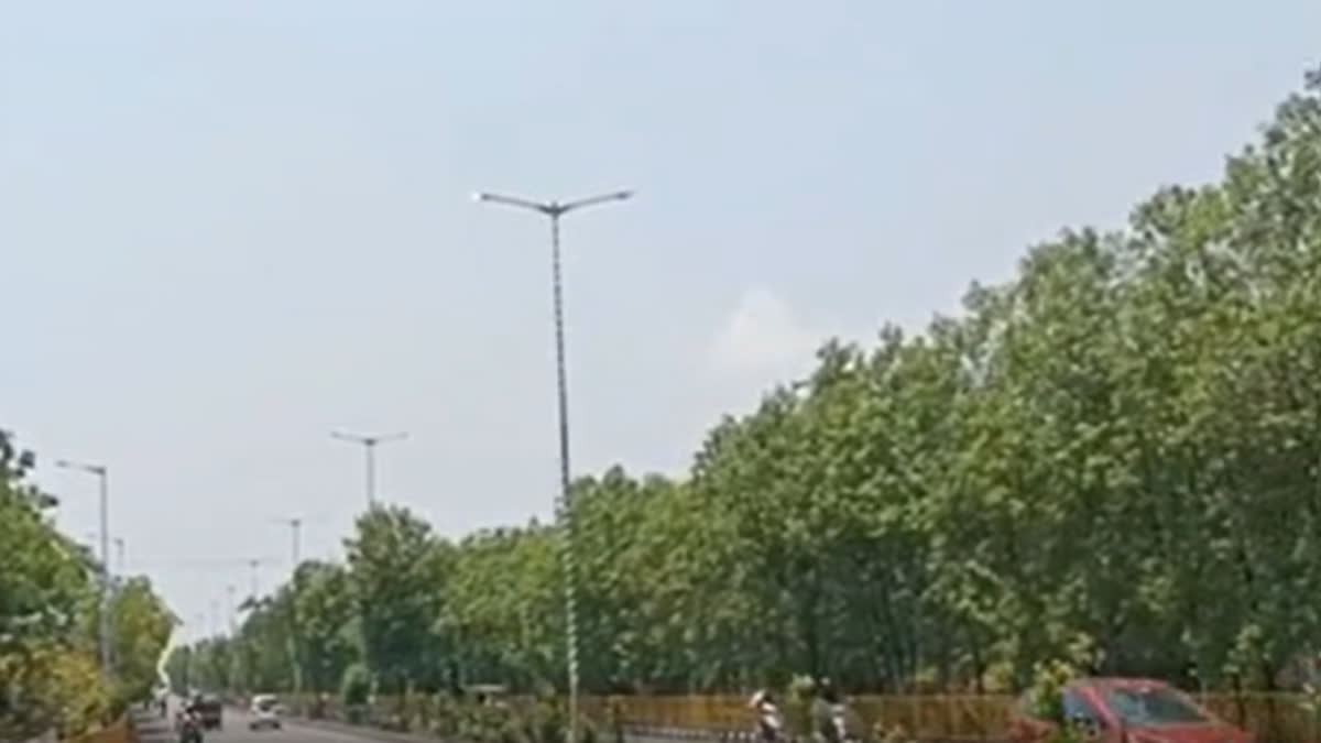 People Demand Conocorpus Trees Should be Removed